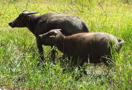 Tamaraw Buffolo Gustavs Place