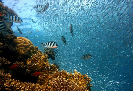 Apo Reef Gustavs Place