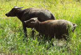 Tamaraw Buffolo Gustavs Place